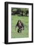 Chimpanzee-DLILLC-Framed Photographic Print