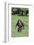 Chimpanzee-DLILLC-Framed Photographic Print