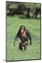 Chimpanzee-DLILLC-Mounted Photographic Print