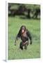 Chimpanzee-DLILLC-Framed Photographic Print