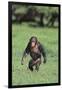 Chimpanzee-DLILLC-Framed Photographic Print