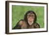 Chimpanzee-DLILLC-Framed Photographic Print