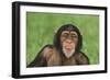 Chimpanzee-DLILLC-Framed Photographic Print