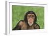 Chimpanzee-DLILLC-Framed Photographic Print