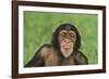 Chimpanzee-DLILLC-Framed Photographic Print