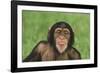 Chimpanzee-DLILLC-Framed Photographic Print