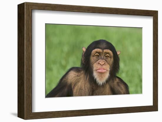 Chimpanzee-DLILLC-Framed Photographic Print