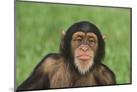 Chimpanzee-DLILLC-Mounted Photographic Print