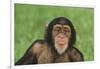 Chimpanzee-DLILLC-Framed Photographic Print