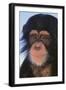 Chimpanzee-DLILLC-Framed Photographic Print