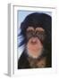 Chimpanzee-DLILLC-Framed Photographic Print