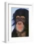 Chimpanzee-DLILLC-Framed Photographic Print