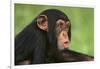 Chimpanzee-DLILLC-Framed Photographic Print