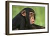 Chimpanzee-DLILLC-Framed Photographic Print