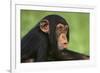 Chimpanzee-DLILLC-Framed Photographic Print