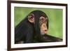 Chimpanzee-DLILLC-Framed Photographic Print