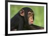 Chimpanzee-DLILLC-Framed Photographic Print