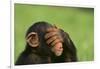 Chimpanzee-DLILLC-Framed Photographic Print