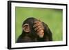 Chimpanzee-DLILLC-Framed Photographic Print