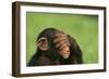 Chimpanzee-DLILLC-Framed Photographic Print