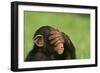 Chimpanzee-DLILLC-Framed Photographic Print