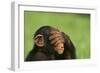 Chimpanzee-DLILLC-Framed Photographic Print