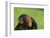 Chimpanzee-DLILLC-Framed Photographic Print