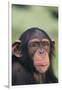 Chimpanzee-DLILLC-Framed Photographic Print