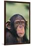 Chimpanzee-DLILLC-Framed Photographic Print