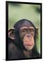 Chimpanzee-DLILLC-Framed Photographic Print