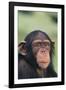 Chimpanzee-DLILLC-Framed Photographic Print