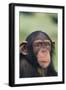 Chimpanzee-DLILLC-Framed Photographic Print