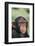 Chimpanzee-DLILLC-Framed Photographic Print