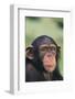 Chimpanzee-DLILLC-Framed Photographic Print