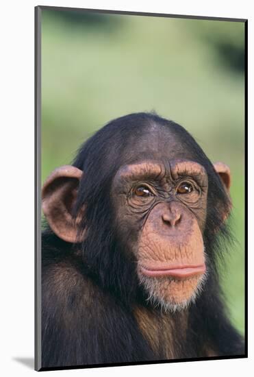 Chimpanzee-DLILLC-Mounted Photographic Print