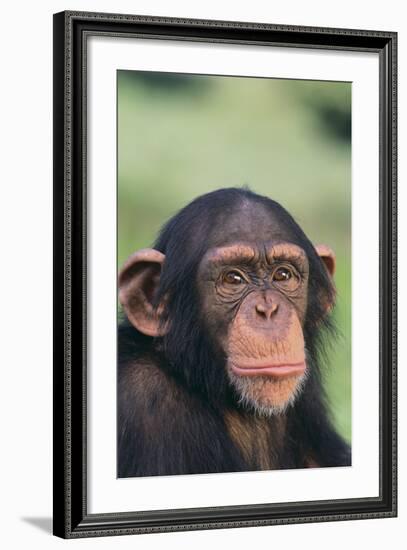 Chimpanzee-DLILLC-Framed Photographic Print