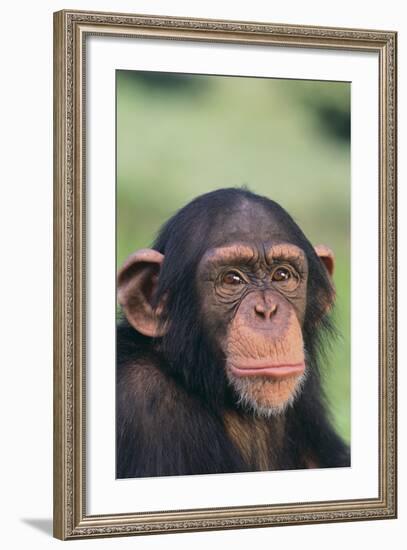 Chimpanzee-DLILLC-Framed Photographic Print