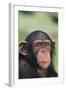 Chimpanzee-DLILLC-Framed Photographic Print