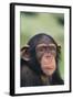 Chimpanzee-DLILLC-Framed Photographic Print