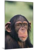 Chimpanzee-DLILLC-Mounted Photographic Print