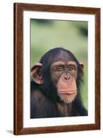 Chimpanzee-DLILLC-Framed Photographic Print