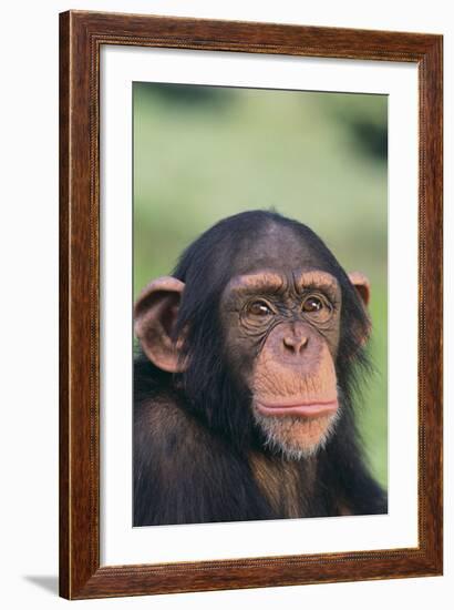 Chimpanzee-DLILLC-Framed Photographic Print