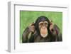 Chimpanzee-DLILLC-Framed Photographic Print