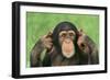 Chimpanzee-DLILLC-Framed Photographic Print