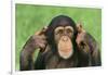 Chimpanzee-DLILLC-Framed Photographic Print