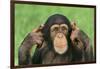 Chimpanzee-DLILLC-Framed Photographic Print