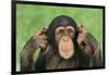 Chimpanzee-DLILLC-Framed Photographic Print