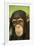 Chimpanzee-DLILLC-Framed Photographic Print