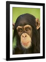 Chimpanzee-DLILLC-Framed Photographic Print