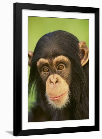 Chimpanzee-DLILLC-Framed Photographic Print